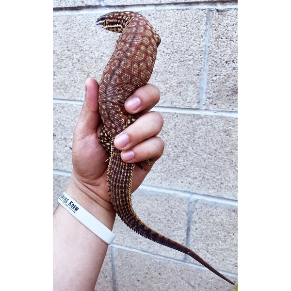 Person holds a brown patterned lizard with a long tail against a brick wall.