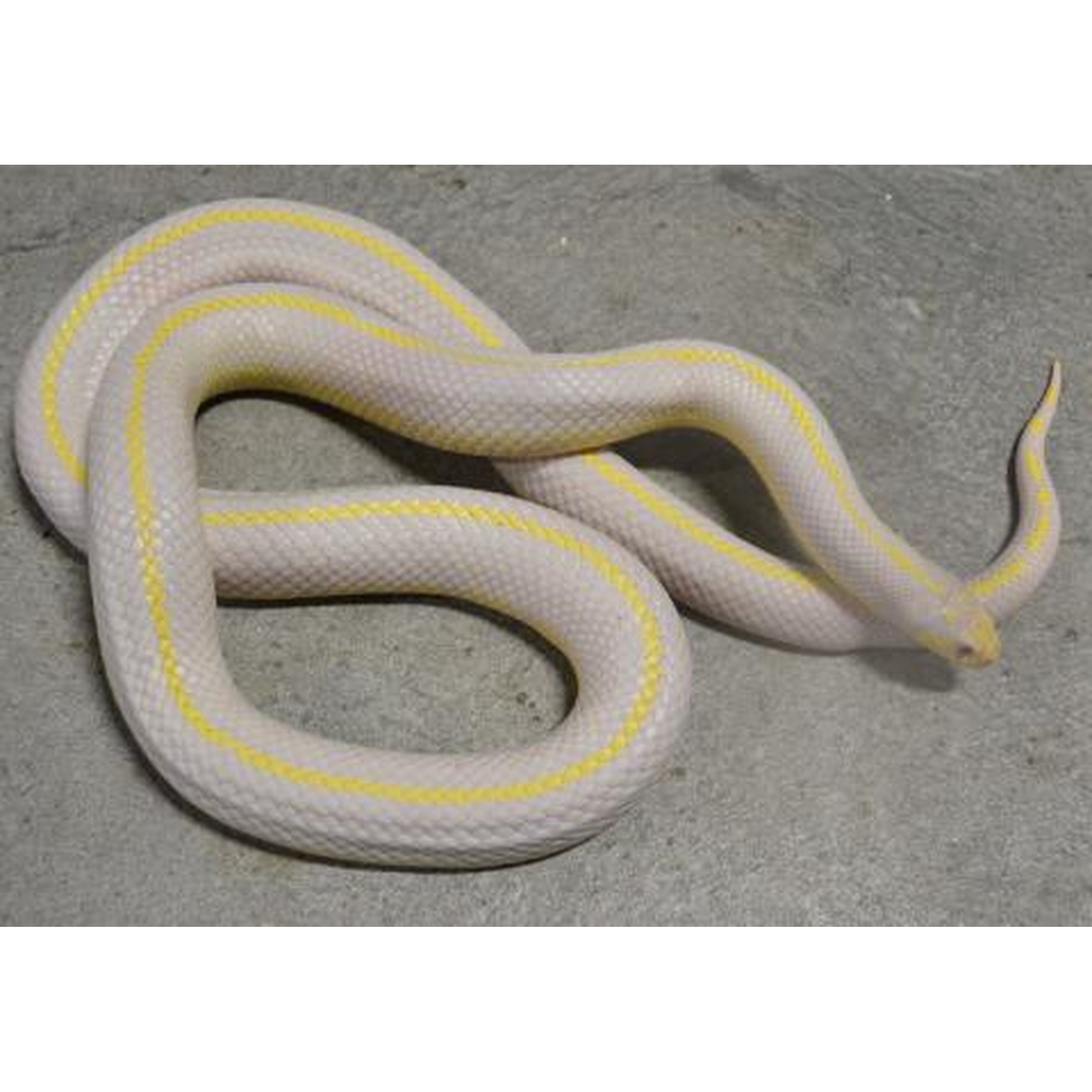 Coiled pale white snake with yellow stripe along its back on a gray surface.