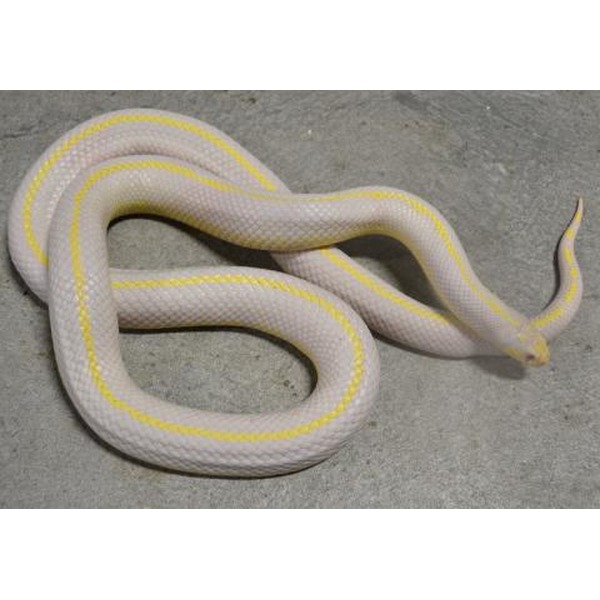 Coiled pale white snake with yellow stripe along its back on a gray surface.