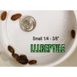 White dish with a penny and several brown pill bugs around; Small 1/4 - 3/8 and LILREPTILE text.