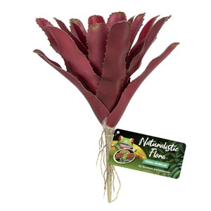 Red bromeliad with broad, spiky red leaves and visible roots, attached label reading Naturalistic Flora.