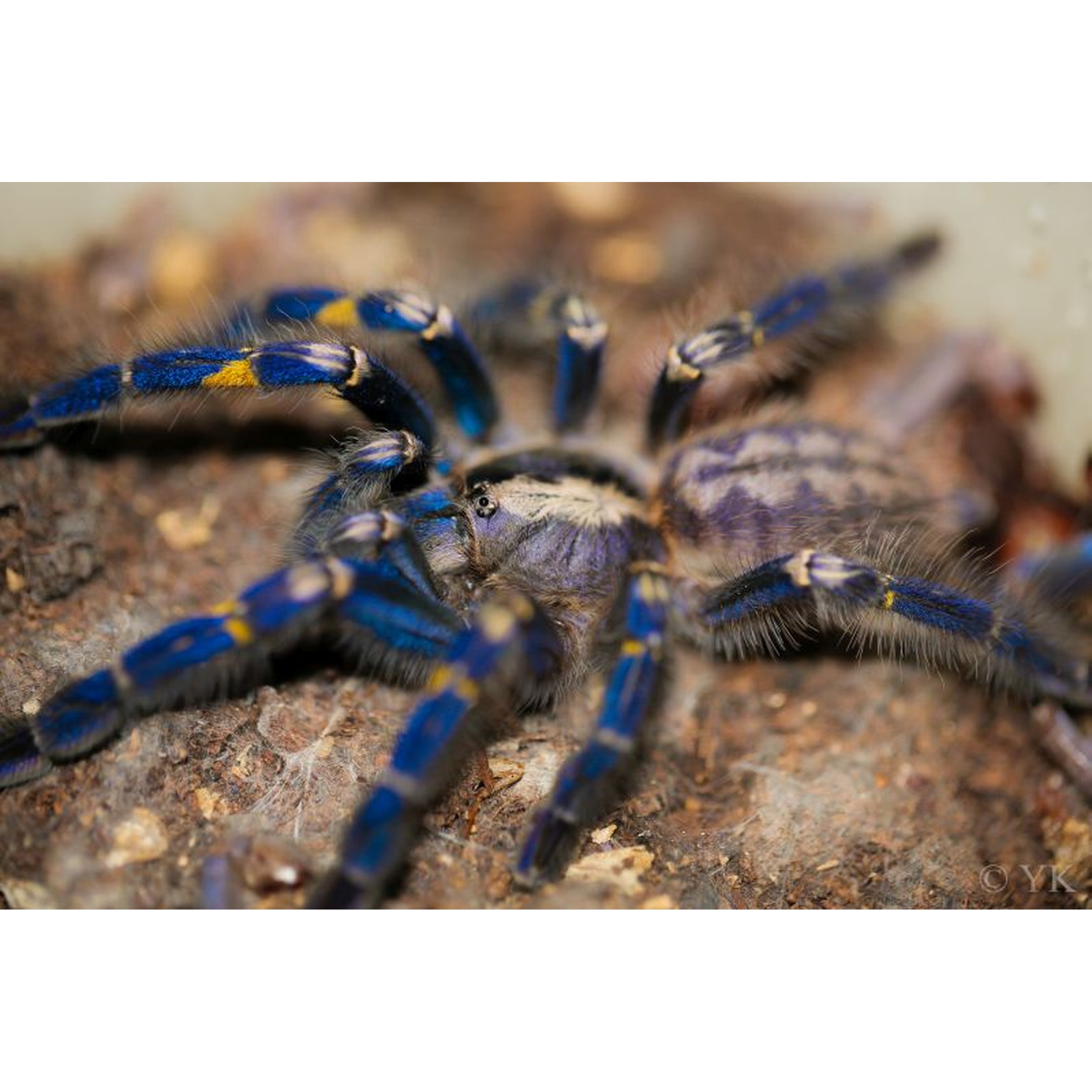Close-up of a blue-legged tarantula with yellow markings on its joints, on a rocky substrate.