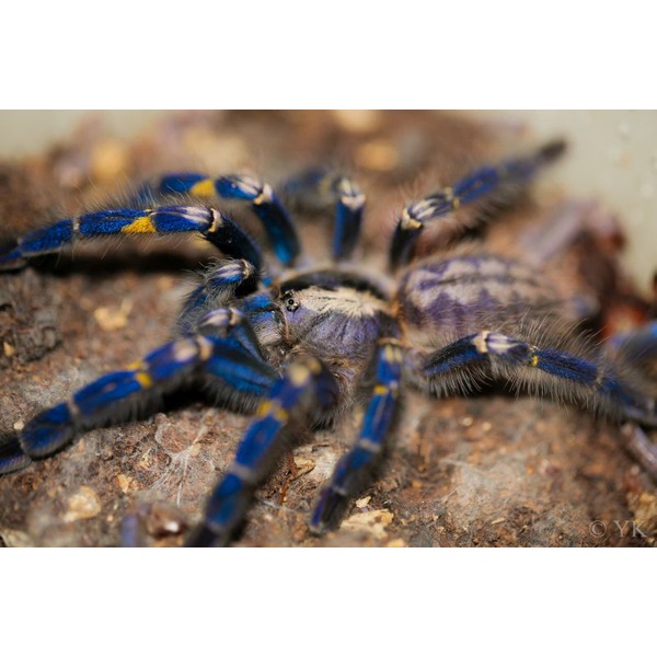 Close-up of a blue-legged tarantula with yellow markings on its joints, on a rocky substrate.