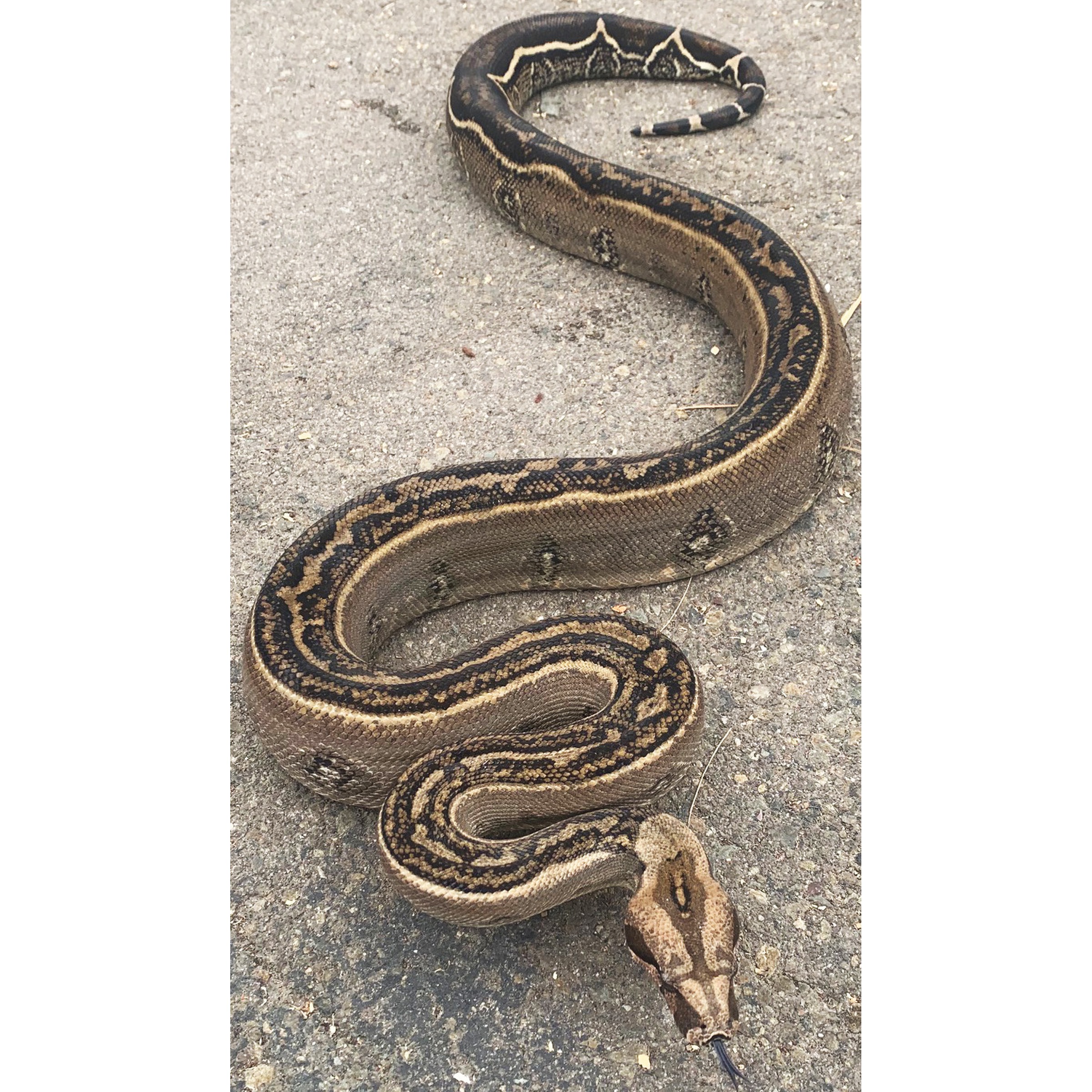 Large patterned snake coiled on rough pavement with brown and black markings.