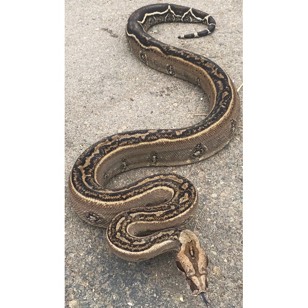 Large patterned snake coiled on rough pavement with brown and black markings.