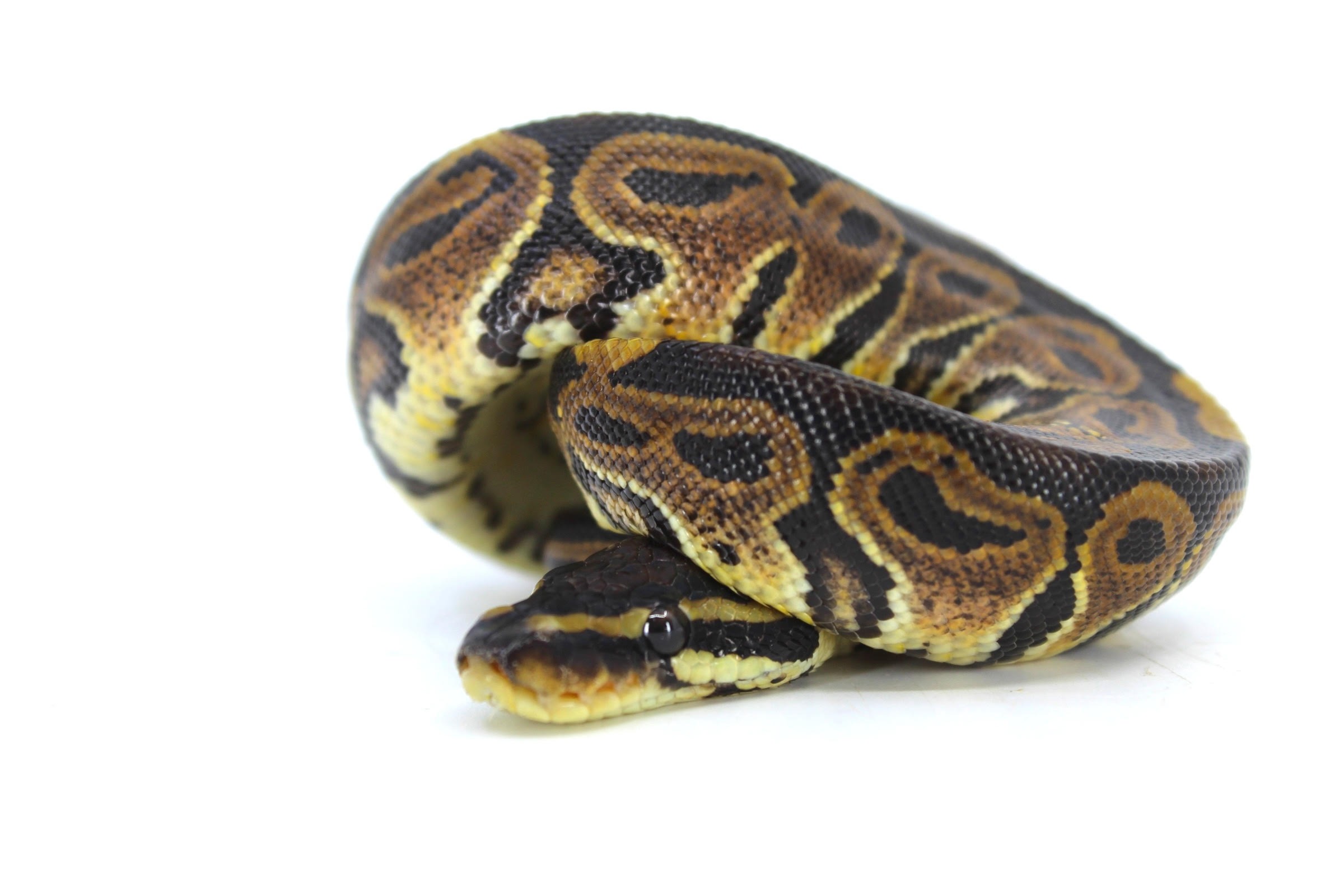 Baby Green Pastel Ball Pythons | LLLReptile