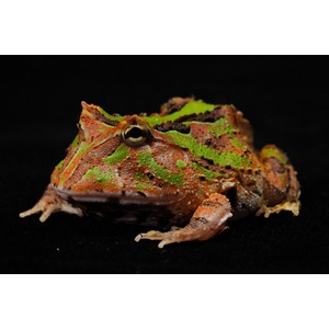 A colorful Pacman frog with green and orange markings sits on a black background