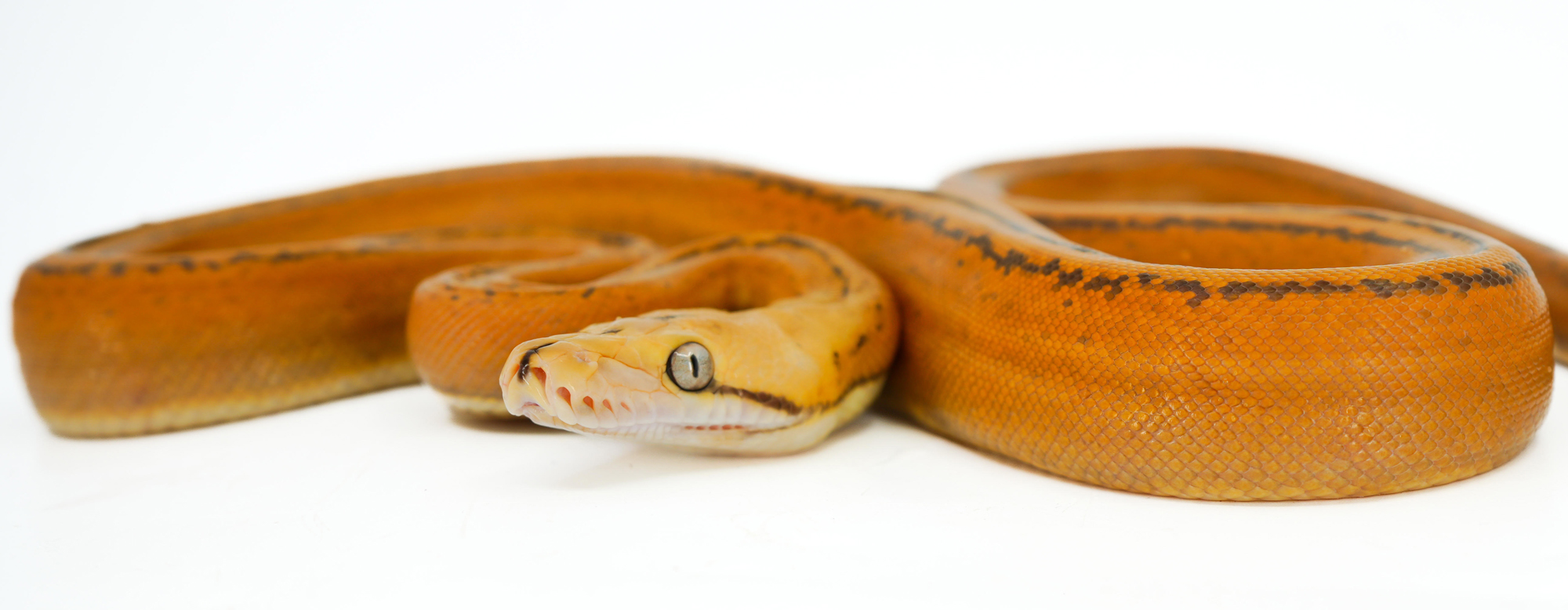 Baby Orange Glow Goldenchild Tiger Reticulated Pythons | LLLReptile