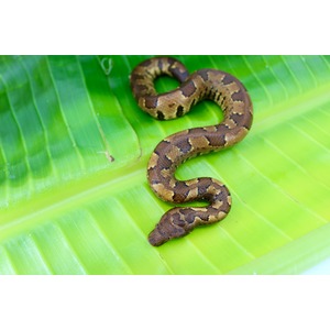 Brown patterned snake coiled on a bright green leaf.
