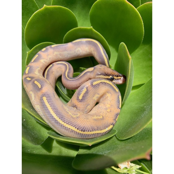 Baby Highway Ball Pythons | LLLReptile