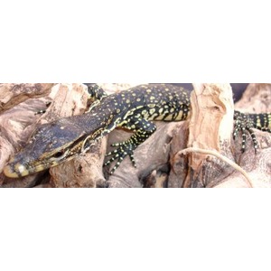 Monitor lizard with dark body and yellow spots resting on logs.
