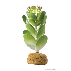 Green succulent with thick oval leaves on a short stem rooted in a corky brown base.