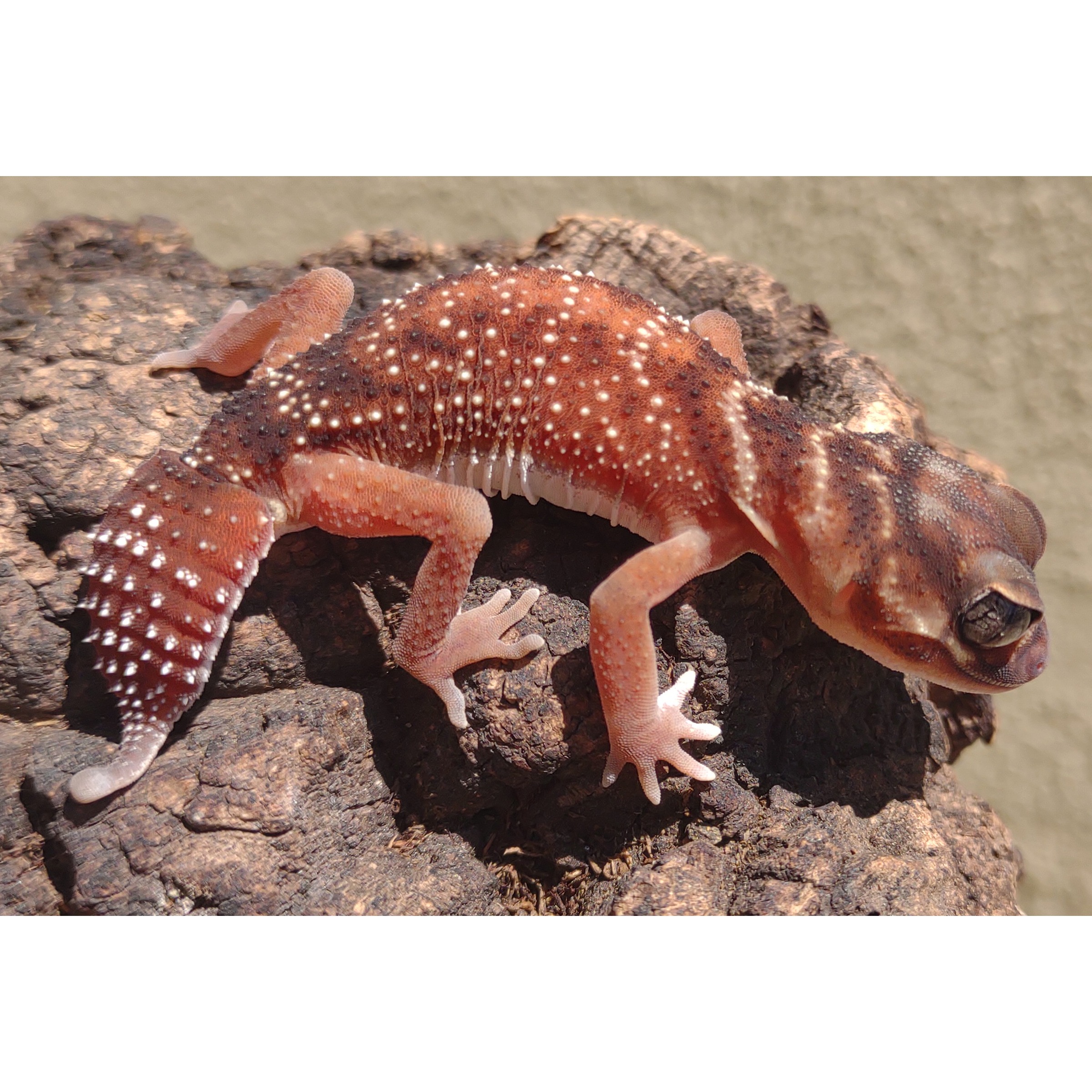 Orange gecko with white spots and pale underside clings to a rough rock.