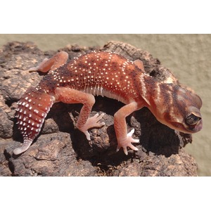 Orange gecko with white spots and pale underside clings to a rough rock.