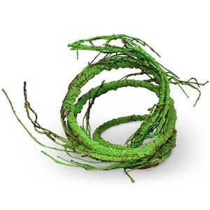 Coiled, textured green seaweed strands arranged in a loose spiral.