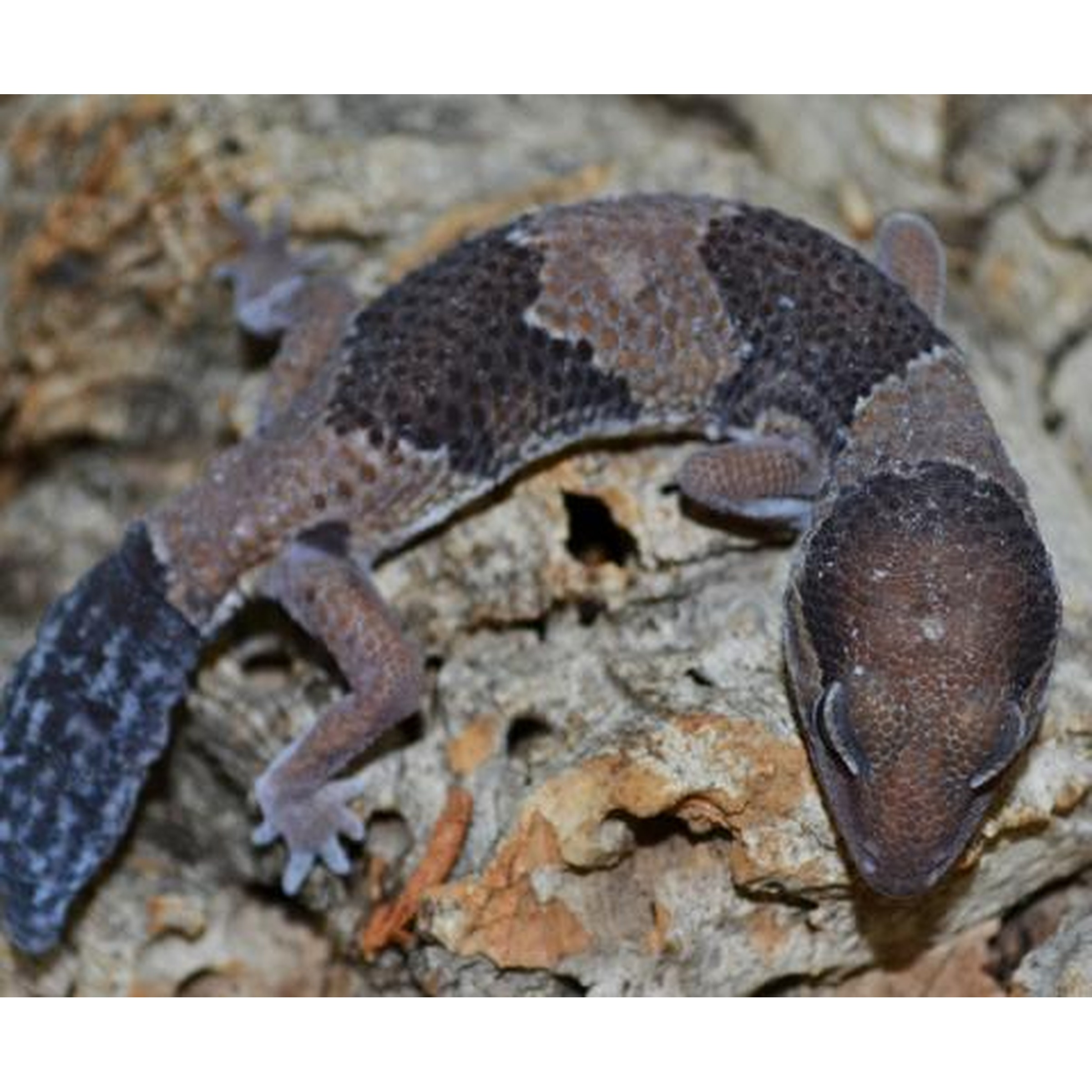 Camouflaged gecko with mottled brown and grey patches on a rocky surface.