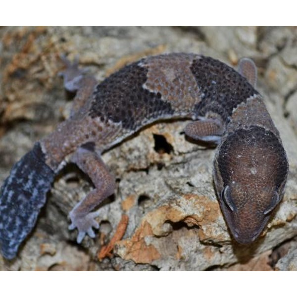 Camouflaged gecko with mottled brown and grey patches on a rocky surface.