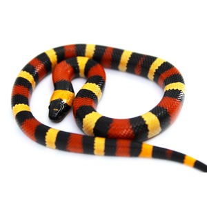 Red, black, and yellow banded snake coiled on a white surface.