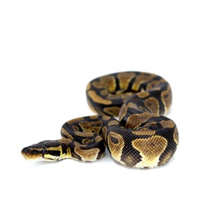 Coiled ball python with brown and black pattern on white background