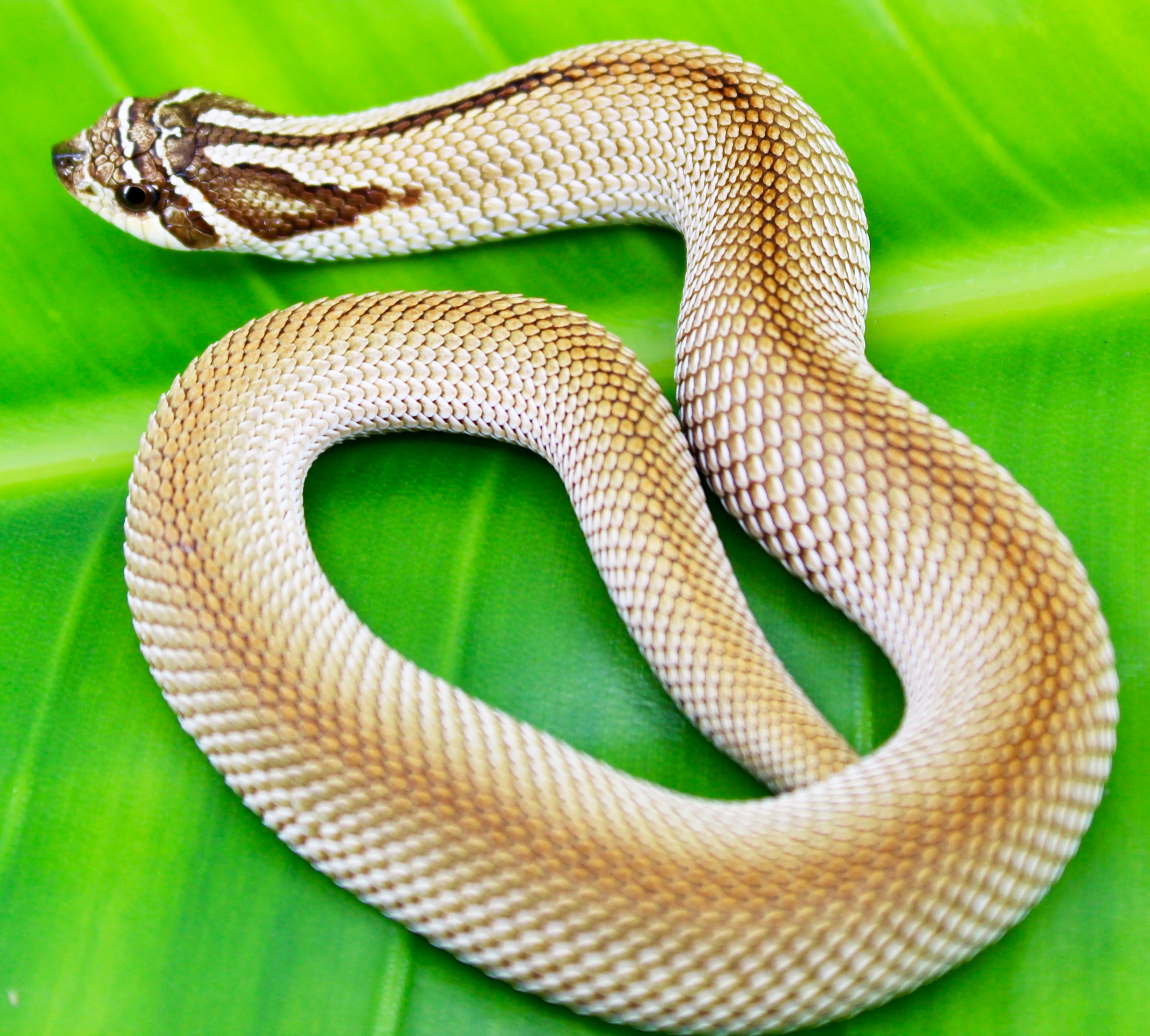 Baby Red Super Anaconda Western Hognose Snakes | LLLReptile