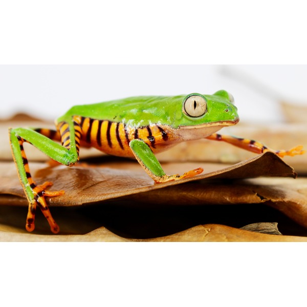 Bright green frog with orange-black striped legs rests on a brown leaf.