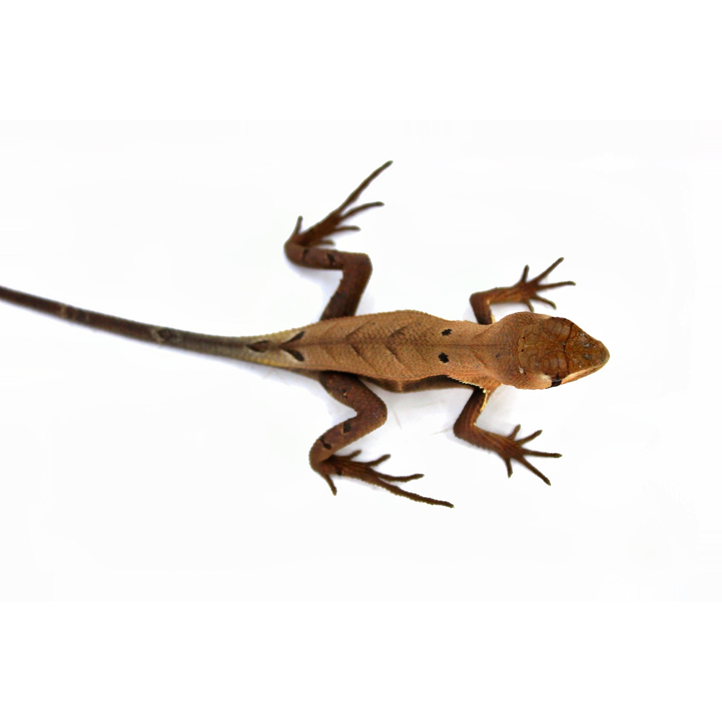 Brown lizard with a long tail and spiny toes on a white background.
