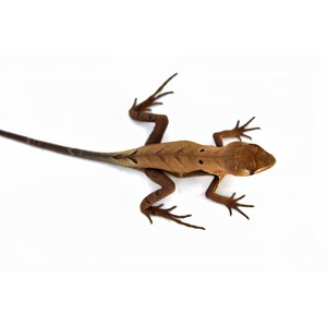 Brown lizard with a long tail and spiny toes on a white background.