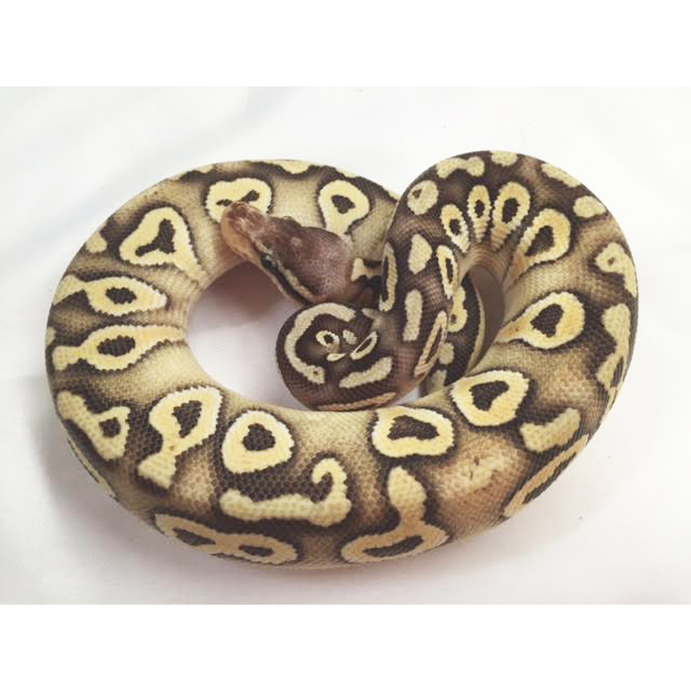 Coiled ball python with brown and cream blotches on a white background.