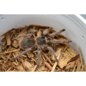 Brown tarantula with spiky legs sits inside a white container on wood chip bedding.