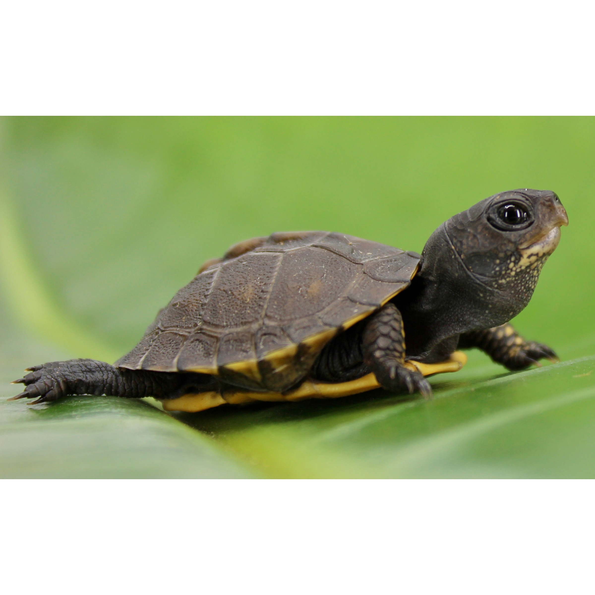 Young dark turtle with textured shell, yellow edges, on a green leaf, facing right.