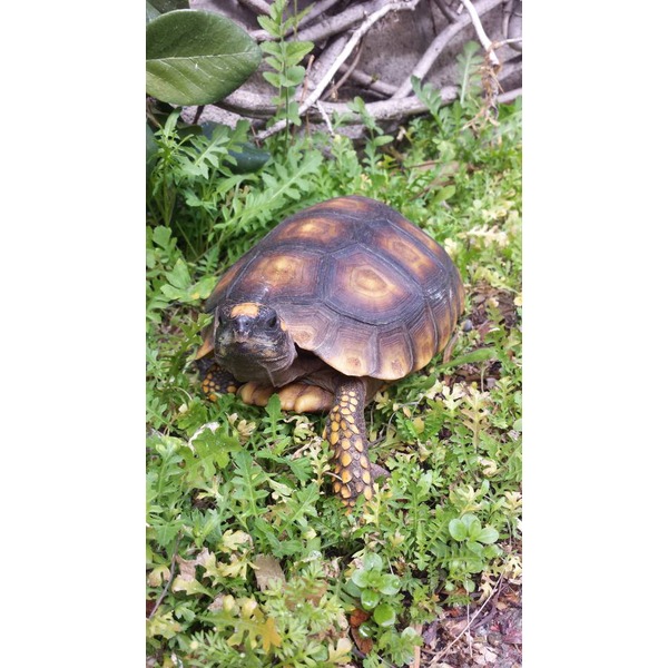 Tortoise with a brown, yellow-edged shell resting among low green plants and ground cover.