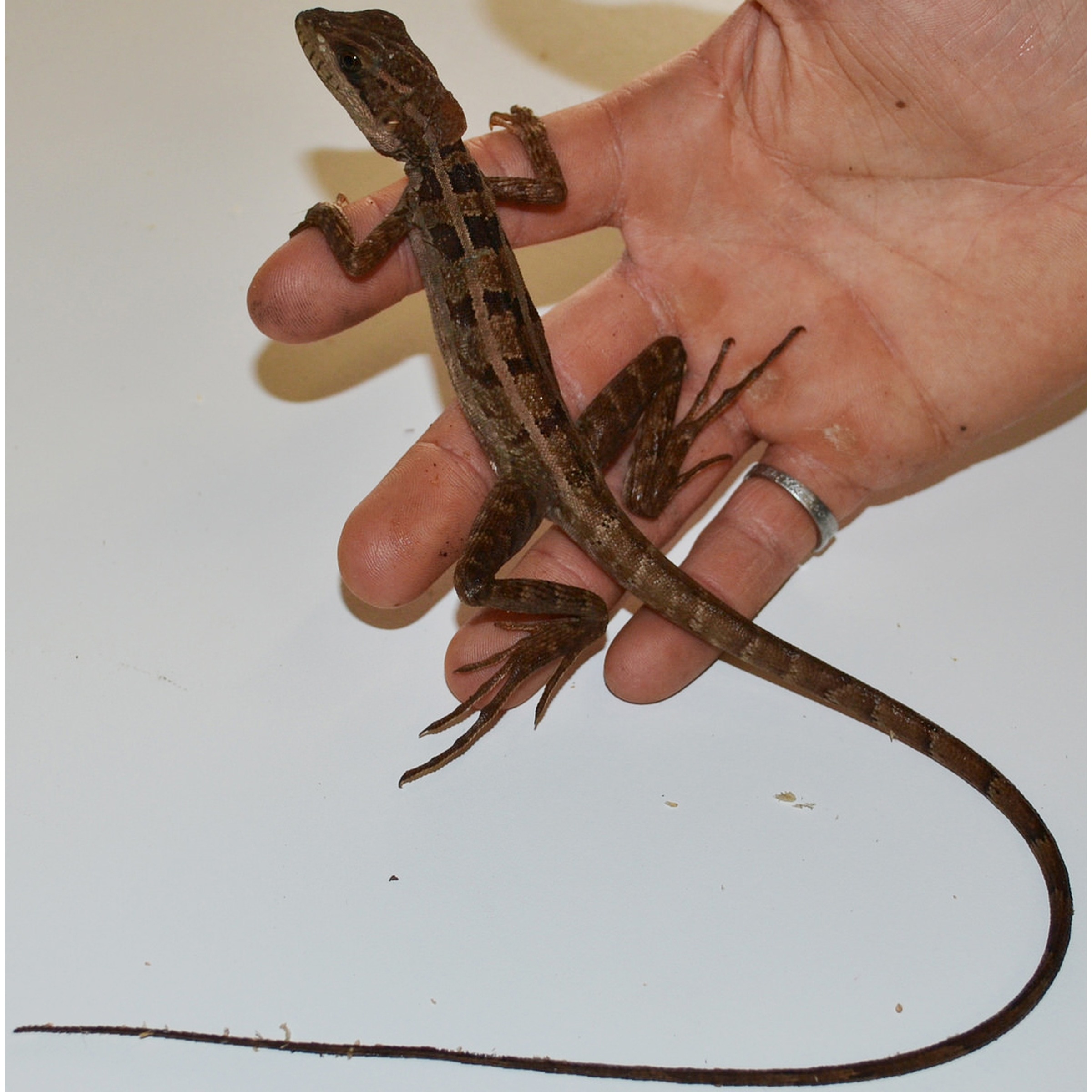 Small brown lizard with dark crossbands held in a hand, long tapering tail.