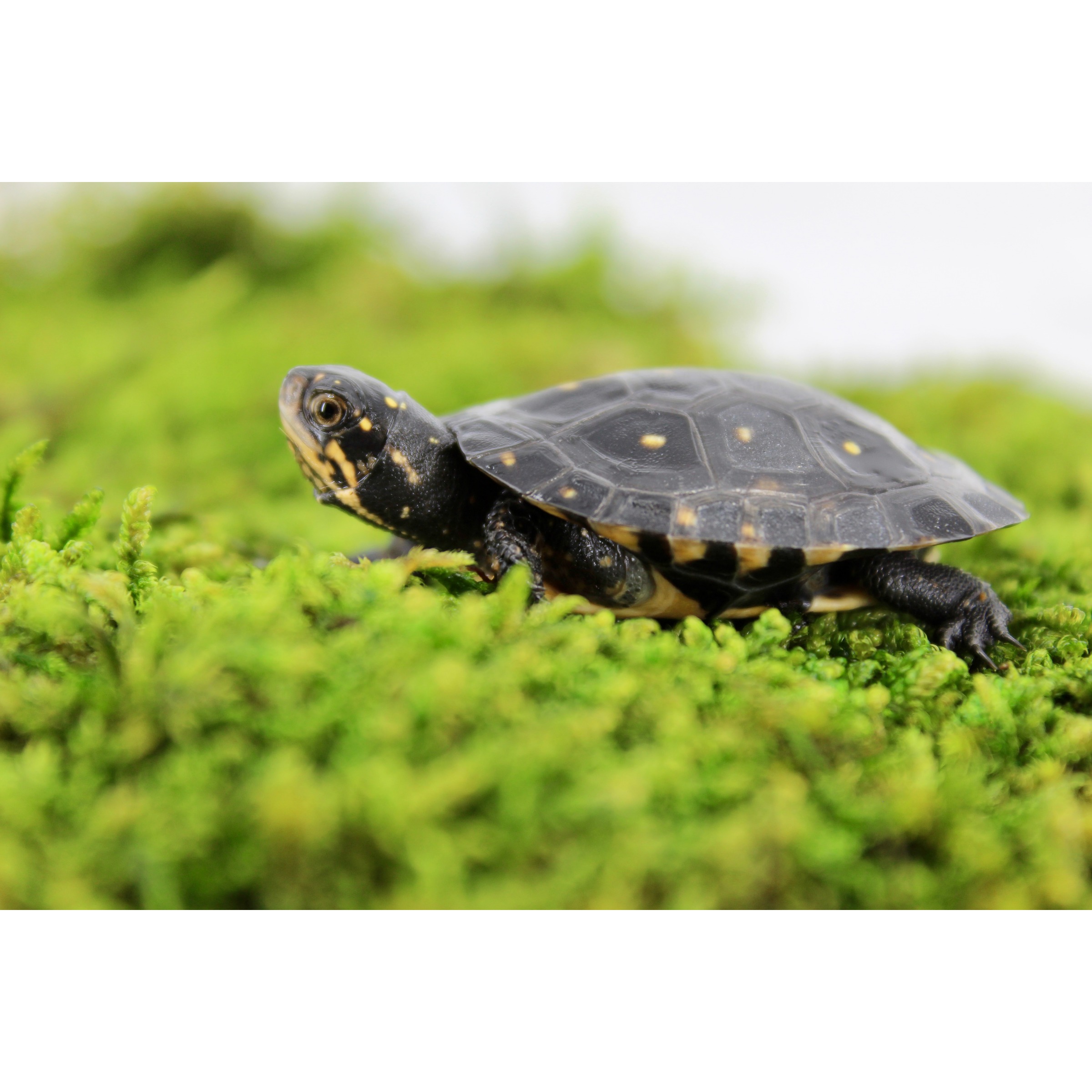 Small dark turtle with yellow spots rests on bright green moss, close-up view of shell and head.