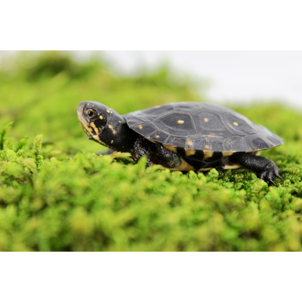 Small dark turtle with yellow spots rests on bright green moss, close-up view of shell and head.