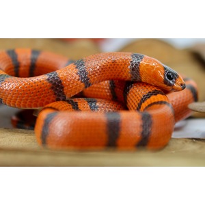 Bright orange snake with dark black bands coiled on a branch.
