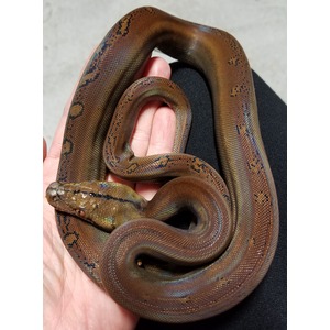 Coiled brown snake with iridescent scales resting on a hand; head visible with a dark stripe and orange eye.