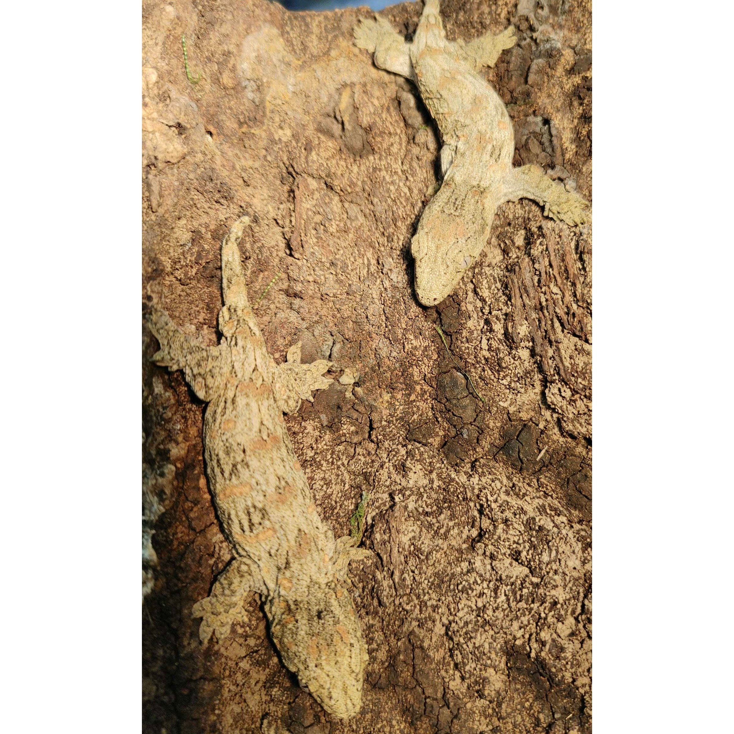 Two mottled beige lizards clinging to rough brown tree bark.