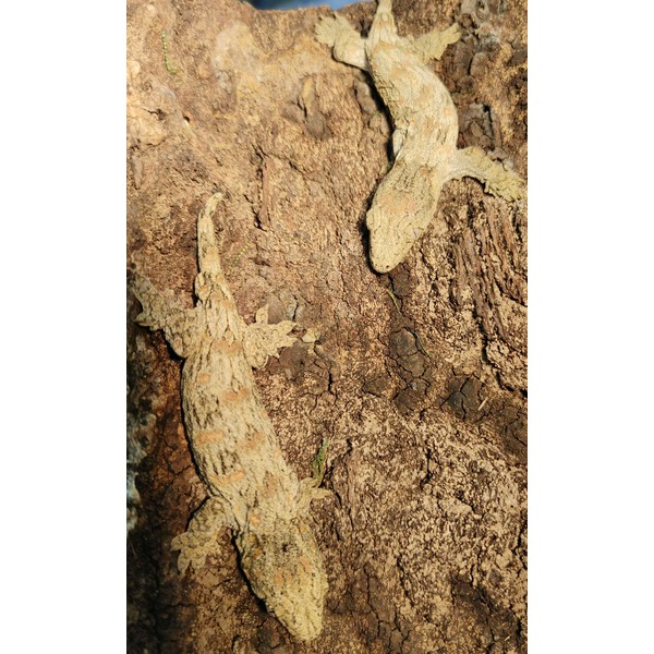 Two mottled beige lizards clinging to rough brown tree bark.