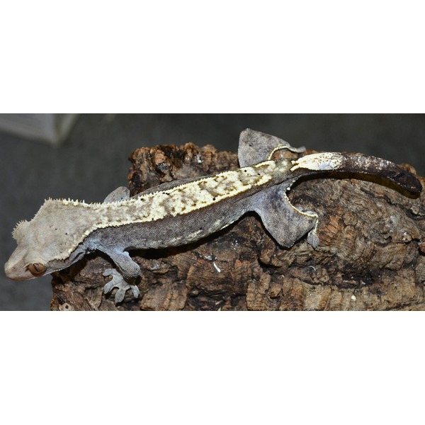 Beige and gray crested gecko with a pale central stripe, clinging along a rough brown log.