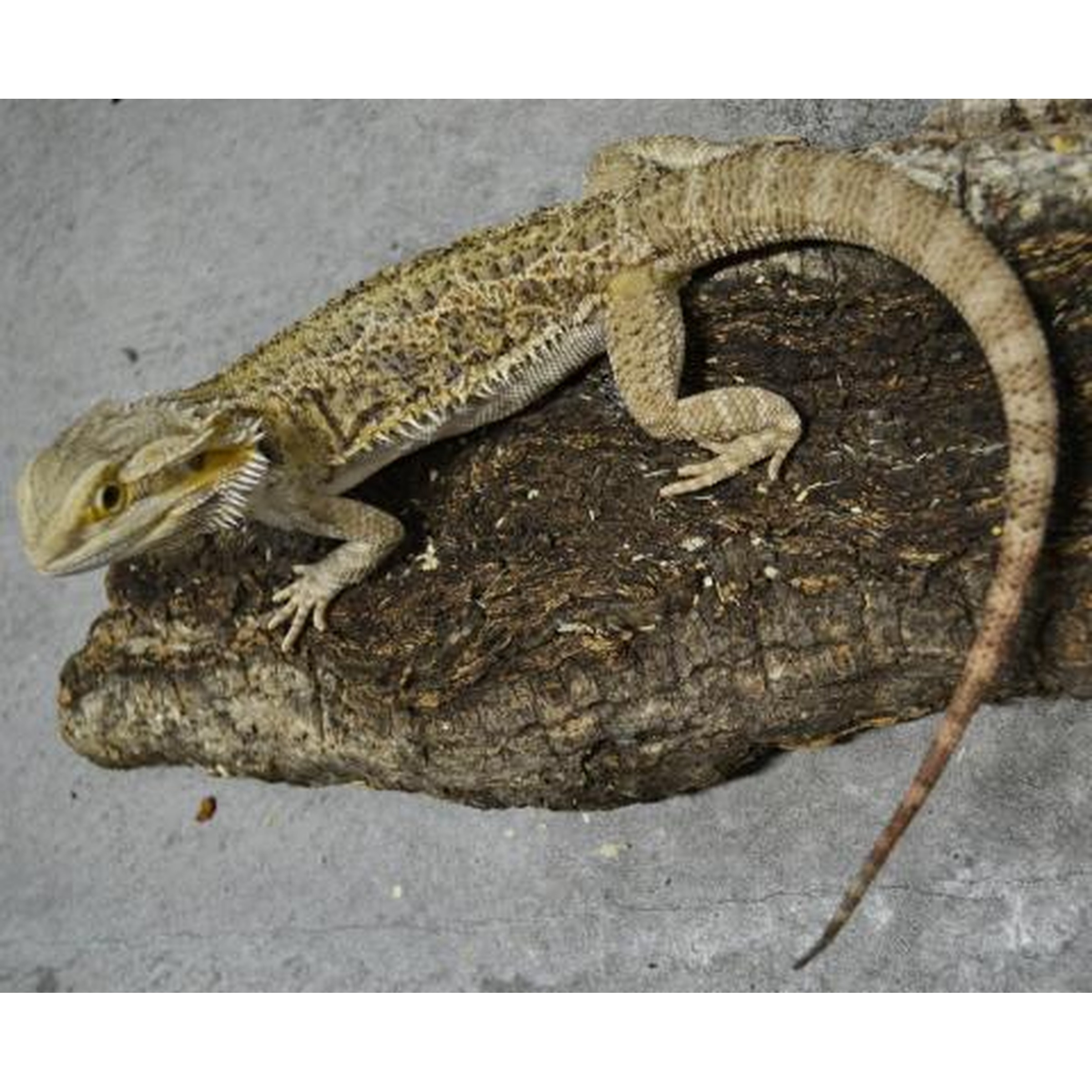 Beige lizard with yellow throat perched along a rough log on a concrete surface.