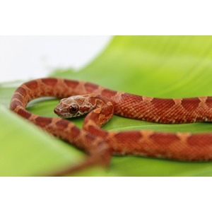 Red-orange patterned snake coiled on a bright green leaf, close-up head visible.