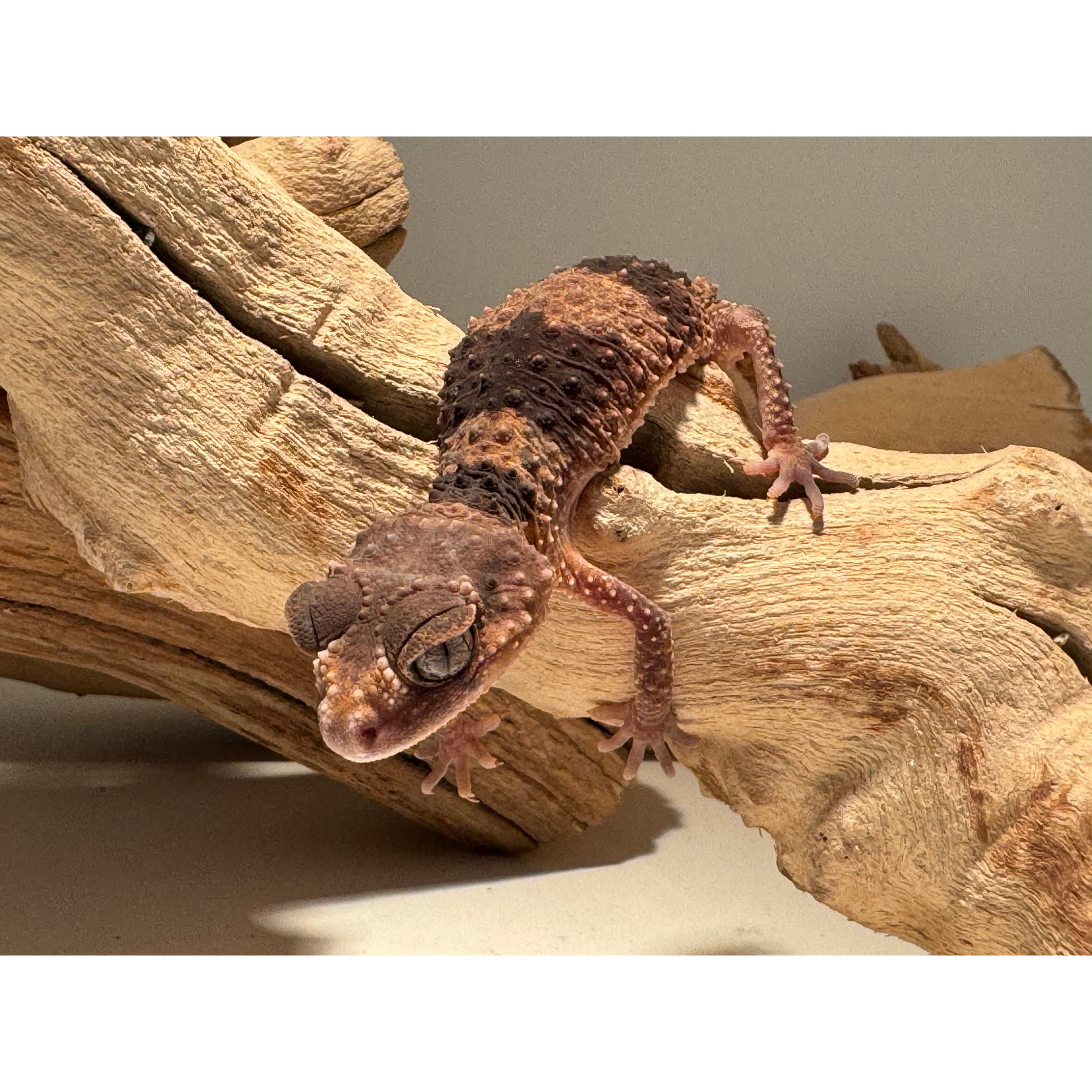 Brown, knobby gecko clings to a textured, upturned log with wide eyes and a curled tail.