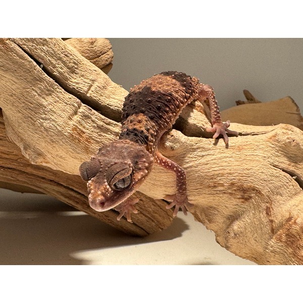 Brown, knobby gecko clings to a textured, upturned log with wide eyes and a curled tail.