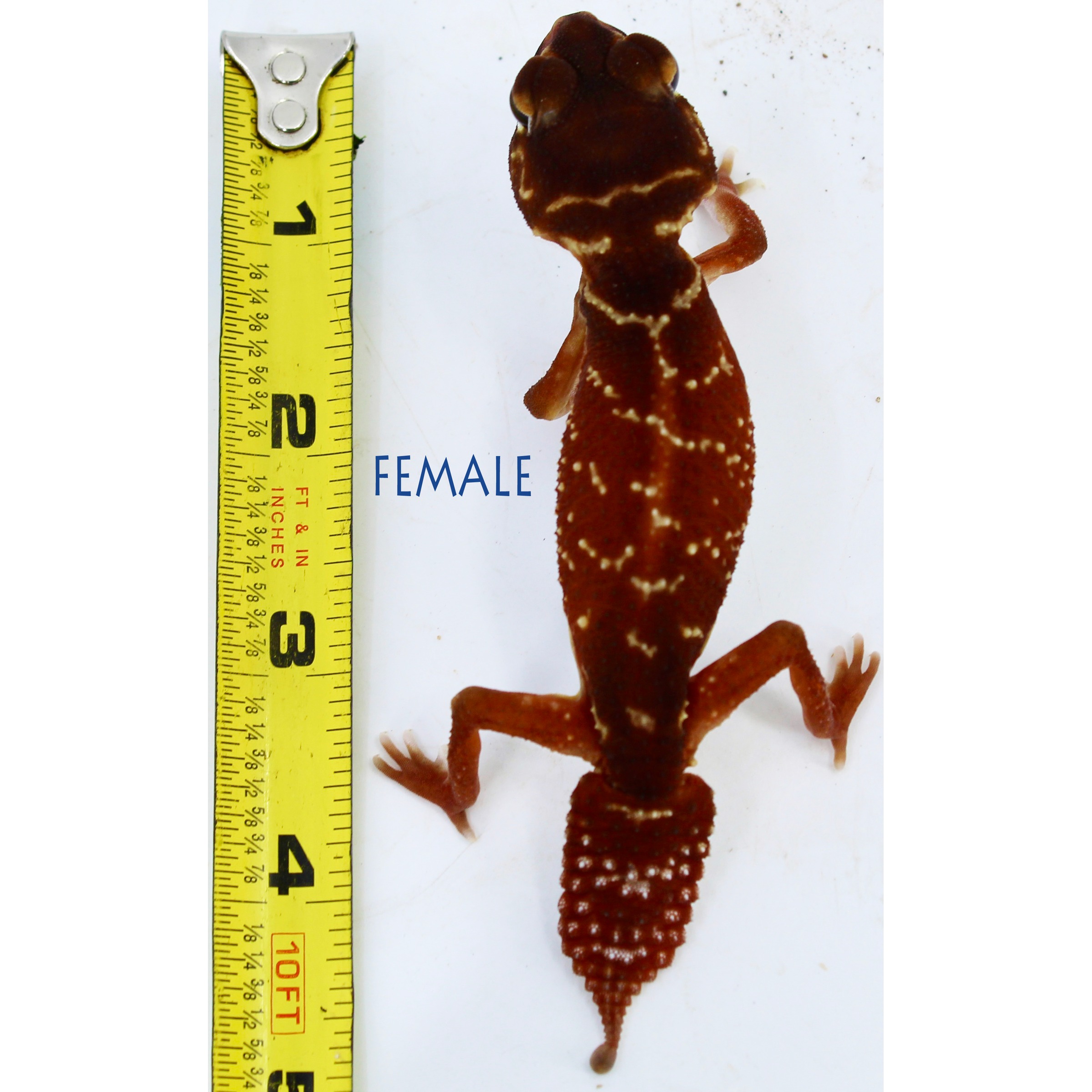 Brown gecko with white markings beside a yellow measuring tape and the word FEMALE.