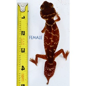 Brown gecko with white markings beside a yellow measuring tape and the word FEMALE.