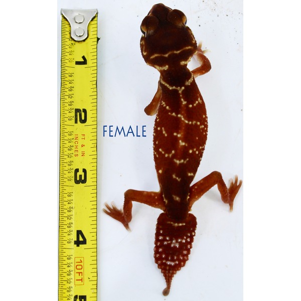Brown gecko with white markings beside a yellow measuring tape and the word FEMALE.