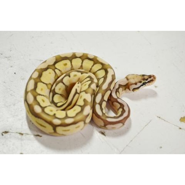 Coiled corn snake with yellow and brown blotches on a white surface.