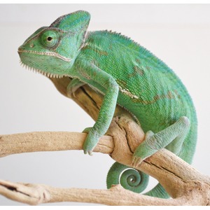 Bright green chameleon with textured scales perched on a tan branch, curling tail visible.