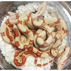 Cream and orange patterned snake coiled on white bedding inside a glass enclosure.