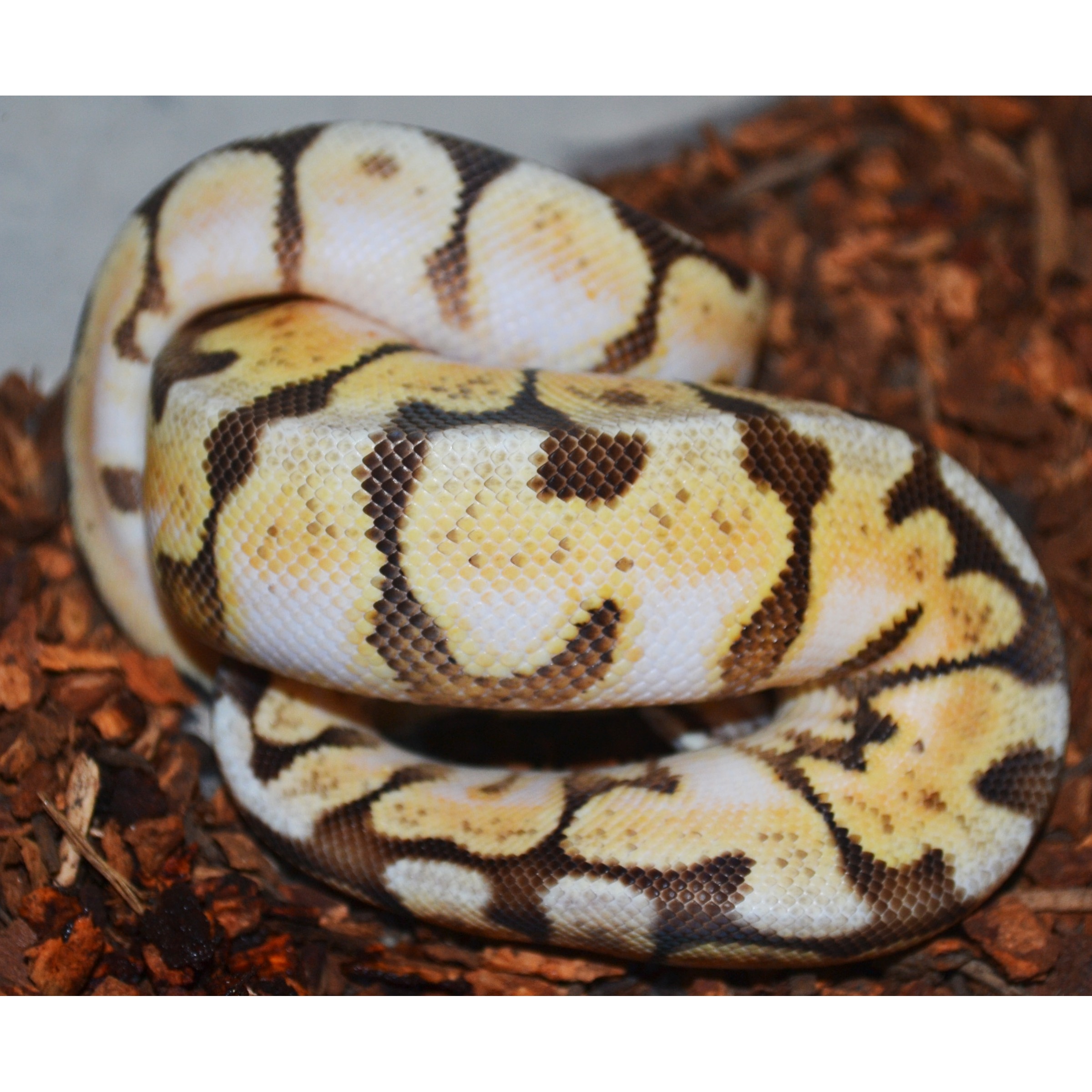 Coiled ball python with yellow, white, and brown markings on a brown substrate.